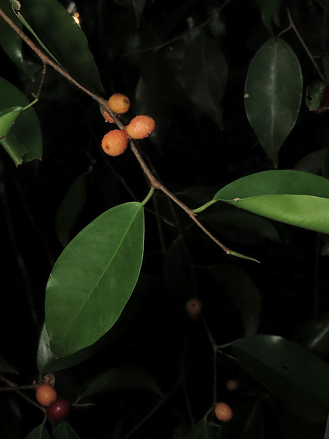 Weeping Fig Close of of the fruits and leaves of this Weeping Fig (Ficus benjamina). This is from a large fig tree standing out in an oil palm plantation, probably fully covered the original host tree. It was fruiting heavily and producing lots of fig wasps which attracts lots of swifts flying around. Ficus benjamina,Geotagged,Malaysia,Summer,ficus benjamina