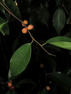 Weeping Fig Close of of the fruits and leaves of this Weeping Fig (Ficus benjamina). This is from a large fig tree standing out in an oil palm plantation, probably fully covered the original host tree. It was fruiting heavily and producing lots of fig wasps which attracts lots of swifts flying around. Ficus benjamina,Geotagged,Malaysia,Summer,ficus benjamina