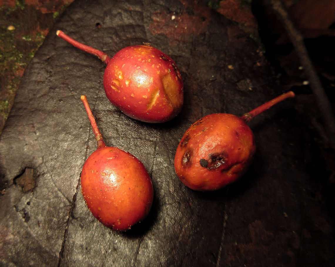 Allutacea Fig Red-coloured fruits of the Allutacea Fig plant (Ficus allutacea). This fig plant is a root climber which grows on a host tree until it reaches certain height to spread the branches. This species is widespread across Southeast Asia but very rare in Borneo. So far these photos are the only photos of the fresh fruits available online.<br />
<br />
 Ficus allutacea,Geotagged,Malaysia,Spring