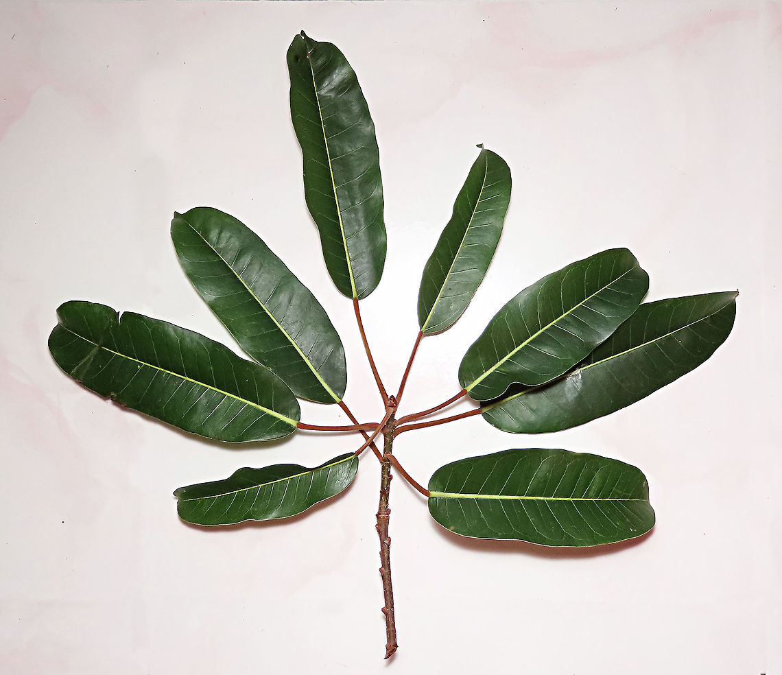 Caulocarpa Fig leaf The distinct leaves of Ficus Caulocarpa showing the clear red petiole (leaf stalk) in contrast with the light green midrib (leaf middle vein). This is a cutting I have taken from its dying original tree which has been chopped down. This fig plant is a strangler in which it can grow around to fully encase its host tree. Fruits are small and produced in masses.  Fall,Ficus caulocarpa,Geotagged,Malaysia,Shortleaf Fig