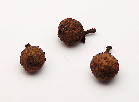 Caulocarpa Fig dried fruits Dried fruits obtained from a dying fig tree which has been burned and chopped down. This fig plant is a strangler in which it can grow around to fully encase its host tree. Fruits are small and produced in masses. Fall,Ficus caulocarpa,Geotagged,Malaysia,Shortleaf Fig