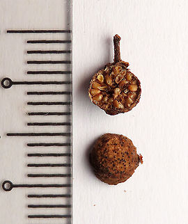 Caulocarpa Fig fruit Dried fruits obtained from a dying fig tree which has been burned and chopped down. This fig plant is a strangler in which it can grow around to fully encase its host tree. Fruits are small and produced in masses. Fall,Ficus caulocarpa,Geotagged,Malaysia,Shortleaf Fig