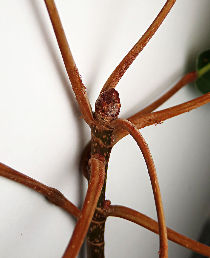 Caulocarpa Fig stipule The short stipule of Caulocarpa fig. This fig plant is a strangler in which it can grow around to fully encase its host tree. Fruits are small and produced in masses. Fall,Ficus caulocarpa,Geotagged,Malaysia,Shortleaf Fig