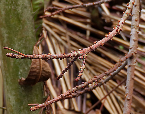 Caulocarpa Fig fruit buds Dried stems from a dying fig tree showing little fruit buds which did not get to grow successfully. Fruits are tiny and grow in masses. Fall,Ficus caulocarpa,Geotagged,Malaysia,Shortleaf Fig