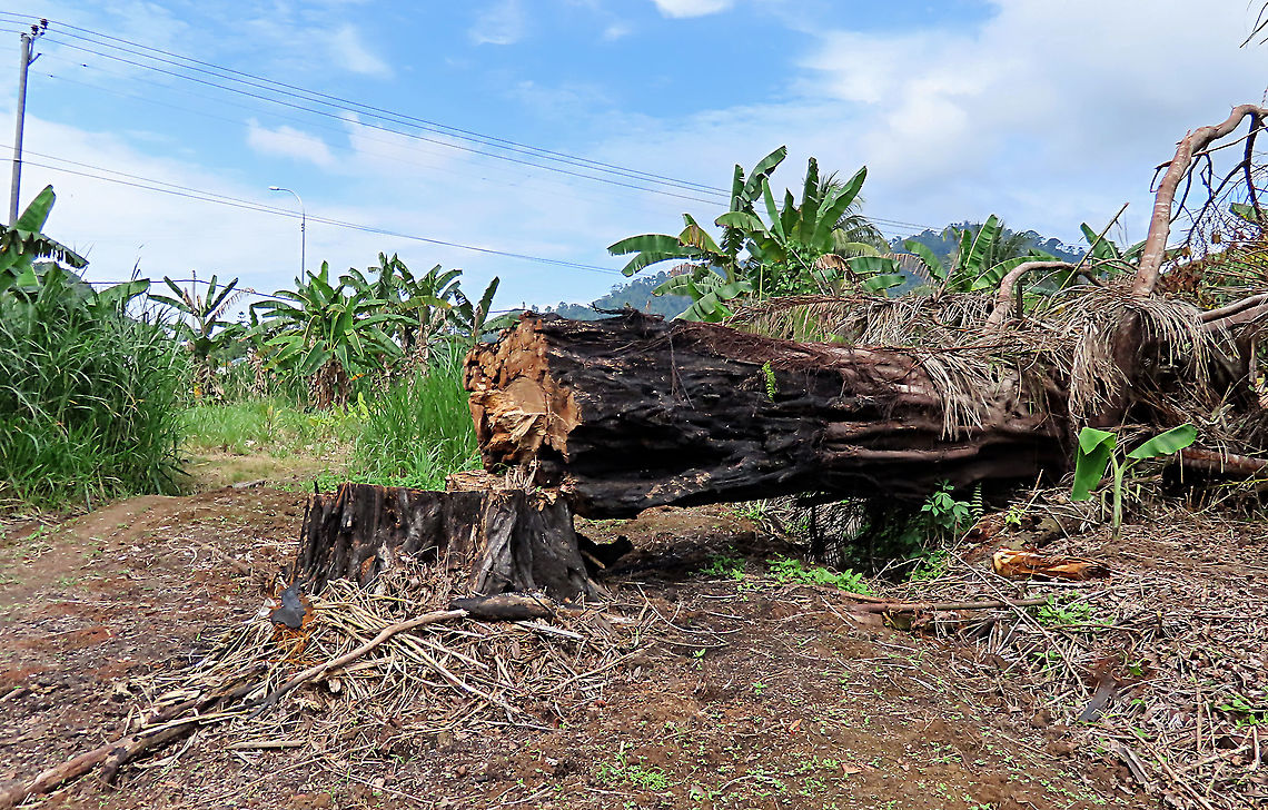 Caulocarpa Fig chopped down This large strangling fig tree has been burned, then chopped down recently in an oil palm plantation, possibly to open up more illegal farm land. I have obtained some cuttings and seeds from this dying tree to grow them and replant them back in our 1StopBorneo Wildlife reforestation sites.<br />
<br />
This fig is a strangler in which is can fully encase the trunk of its host tree. Cross section inside the cut area shows that there is a living host tree which has been strangled by the fig. Fruits are small and produced in masses. The leaves of Ficus Caulocarpa are distinct showing the clear red petiole (leaf stalk) in contrast with the light green midrib (leaf middle vein).<br />
<br />
 Fall,Ficus caulocarpa,Geotagged,Malaysia,Shortleaf Fig