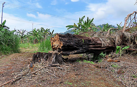 Caulocarpa Fig chopped down This large strangling fig tree has been burned, then chopped down recently in an oil palm plantation, possibly to open up more illegal farm land. I have obtained some cuttings and seeds from this dying tree to grow them and replant them back in our 1StopBorneo Wildlife reforestation sites.

This fig is a strangler in which is can fully encase the trunk of its host tree. Cross section inside the cut area shows that there is a living host tree which has been strangled by the fig. Fruits are small and produced in masses. The leaves of Ficus Caulocarpa are distinct showing the clear red petiole (leaf stalk) in contrast with the light green midrib (leaf middle vein).

 Fall,Ficus caulocarpa,Geotagged,Malaysia,Shortleaf Fig