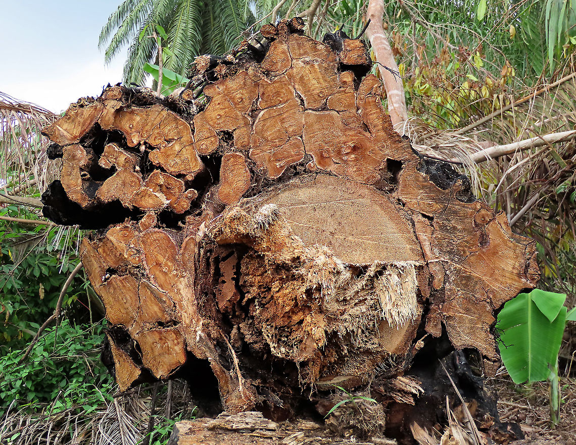Caulocarpa Fig trunk cross section This large strangling fig tree has been burned, then chopped down recently in an oil palm plantation, possibly to open up more illegal farm land. I have obtained some cuttings and seeds from this dying tree to grow them and replant them back in our 1StopBorneo Wildlife reforestation sites.<br />
<br />
This fig is a strangler in which is can fully encase the trunk of its host tree. Cross section inside the cut area shows that there is a living host tree which has been strangled by the fig. Fruits are small and produced in masses. The leaves of Ficus Caulocarpa are distinct showing the clear red petiole (leaf stalk) in contrast with the light green midrib (leaf middle vein).<br />
<br />
 Fall,Ficus caulocarpa,Geotagged,Malaysia,Shortleaf Fig