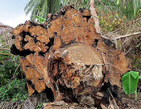 Caulocarpa Fig trunk cross section This large strangling fig tree has been burned, then chopped down recently in an oil palm plantation, possibly to open up more illegal farm land. I have obtained some cuttings and seeds from this dying tree to grow them and replant them back in our 1StopBorneo Wildlife reforestation sites.

This fig is a strangler in which is can fully encase the trunk of its host tree. Cross section inside the cut area shows that there is a living host tree which has been strangled by the fig. Fruits are small and produced in masses. The leaves of Ficus Caulocarpa are distinct showing the clear red petiole (leaf stalk) in contrast with the light green midrib (leaf middle vein).

 Fall,Ficus caulocarpa,Geotagged,Malaysia,Shortleaf Fig