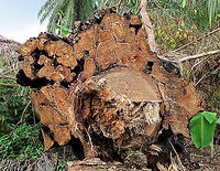 Caulocarpa Fig trunk cross section This large strangling fig tree has been burned, then chopped down recently in an oil palm plantation, possibly to open up more illegal farm land. I have obtained some cuttings and seeds from this dying tree to grow them and replant them back in our 1StopBorneo Wildlife reforestation sites.<br />
<br />
This fig is a strangler in which is can fully encase the trunk of its host tree. Cross section inside the cut area shows that there is a living host tree which has been strangled by the fig. Fruits are small and produced in masses. The leaves of Ficus Caulocarpa are distinct showing the clear red petiole (leaf stalk) in contrast with the light green midrib (leaf middle vein).<br />
<br />
 Fall,Ficus caulocarpa,Geotagged,Malaysia,Shortleaf Fig
