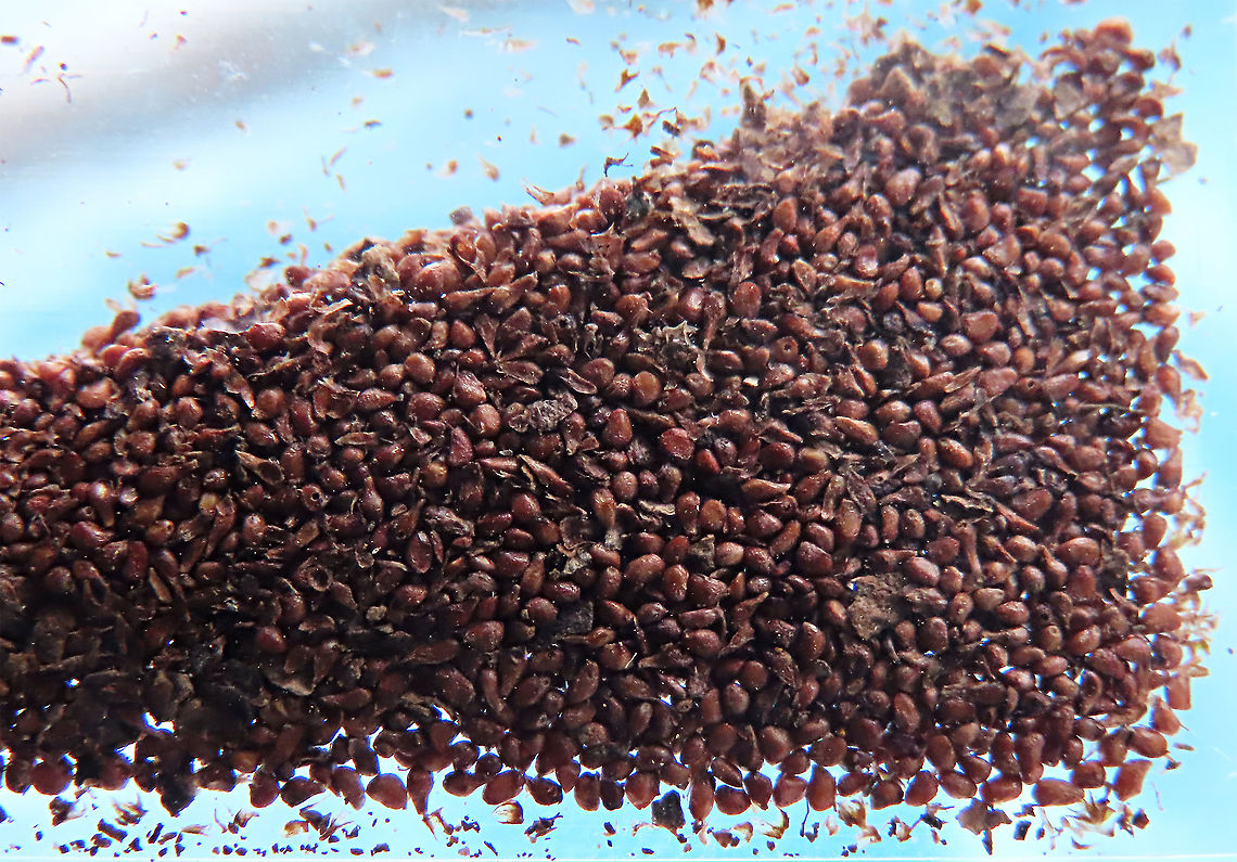 Caulocarpa Fig seeds Seeds and empty galls filtered out from the dried fruits I have obtained from a dying fig tree.  Growing them now to replant them back in the future Fall,Ficus caulocarpa,Geotagged,Malaysia,Shortleaf Fig