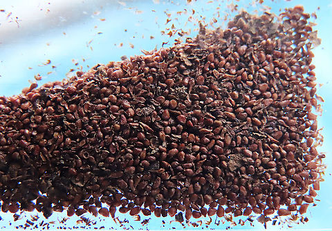 Caulocarpa Fig seeds Seeds and empty galls filtered out from the dried fruits I have obtained from a dying fig tree.  Growing them now to replant them back in the future Fall,Ficus caulocarpa,Geotagged,Malaysia,Shortleaf Fig