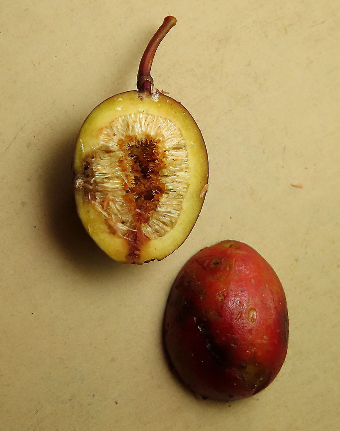 Allutacea Fig insides Red-coloured fruits of the Allutacea Fig plant (Ficus allutacea). This fig plant is a root climber which grows on a host tree until it reaches certain height to spread the branches. This species is widespread across Southeast Asia but very rare in Borneo. So far these photos are the only photos of the fresh fruits available online. Borneo have over 150 native fig species and I have documented 1/3 of it together with 1StopBorneo Wildlife expeditions.<br />
<br />
 Ficus allutacea,Geotagged,Malaysia,Spring