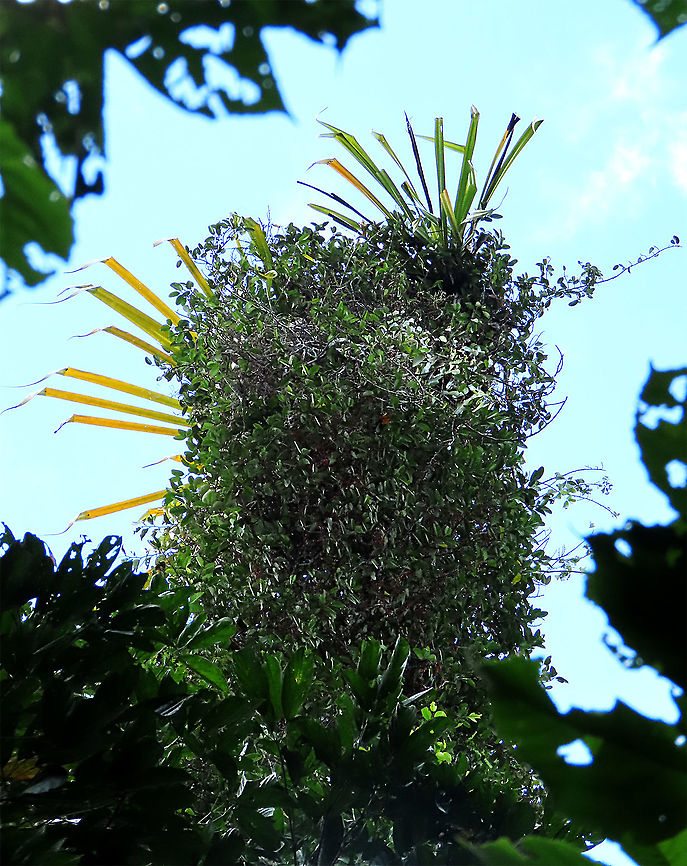 Allutacea Fig covering a host tree Red-coloured fruits of the Allutacea Fig plant (Ficus allutacea). This fig plant is a root climber which grows on a host tree until it reaches certain height to spread the branches. This species is widespread across Southeast Asia but very rare in Borneo. So far these photos are the only photos of the fresh fruits available online. Borneo have over 150 native fig species and I have documented 1/3 of it together with 1StopBorneo Wildlife expeditions.<br />
<br />
 Ficus allutacea,Geotagged,Malaysia,Spring
