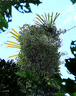 Allutacea Fig covering a host tree Red-coloured fruits of the Allutacea Fig plant (Ficus allutacea). This fig plant is a root climber which grows on a host tree until it reaches certain height to spread the branches. This species is widespread across Southeast Asia but very rare in Borneo. So far these photos are the only photos of the fresh fruits available online. Borneo have over 150 native fig species and I have documented 1/3 of it together with 1StopBorneo Wildlife expeditions.

 Ficus allutacea,Geotagged,Malaysia,Spring