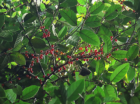 Allutacea Fig fruiting Red-coloured fruits of the Allutacea Fig plant (Ficus allutacea). This fig plant is a root climber which grows on a host tree until it reaches certain height to spread the branches. This species is widespread across Southeast Asia but very rare in Borneo. So far these photos are the only photos of the fresh fruits available online. Borneo have over 150 native fig species and I have documented 1/3 of it together with 1StopBorneo Wildlife expeditions.

 Ficus allutacea,Geotagged,Malaysia,Spring