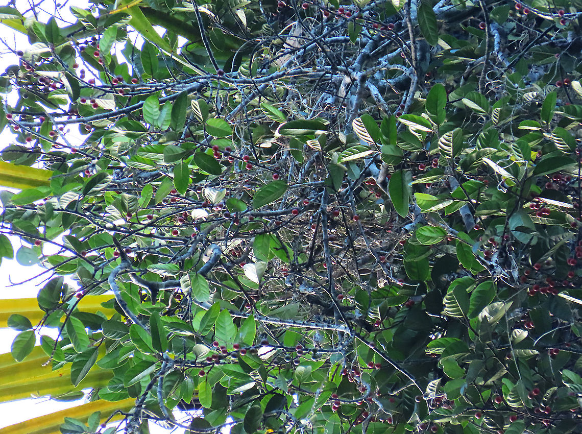 Allutacea Fig fruiting stalks Red-coloured fruits of the Allutacea Fig plant (Ficus allutacea). This fig plant is a root climber which grows on a host tree until it reaches certain height to spread the branches. This species is widespread across Southeast Asia but very rare in Borneo. So far these photos are the only photos of the fresh fruits available online. Borneo have over 150 native fig species and I have documented 1/3 of it together with 1StopBorneo Wildlife expeditions.<br />
<br />
 Ficus allutacea,Geotagged,Malaysia,Spring