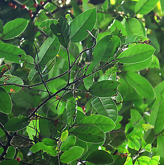 Allutacea Fig leaves Red-coloured fruits of the Allutacea Fig plant (Ficus allutacea). This fig plant is a root climber which grows on a host tree until it reaches certain height to spread the branches. This species is widespread across Southeast Asia but very rare in Borneo. So far these photos are the only photos of the fresh fruits available online. Borneo have over 150 native fig species and I have documented 1/3 of it together with 1StopBorneo Wildlife expeditions.

 Ficus allutacea,Geotagged,Malaysia,Spring