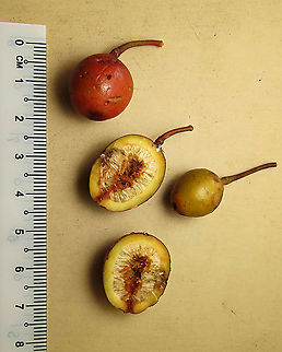Allutacea Fig fruits Red-coloured fruits of the Allutacea Fig plant (Ficus allutacea). This fig plant is a root climber which grows on a host tree until it reaches certain height to spread the branches. This species is widespread across Southeast Asia but very rare in Borneo. So far these photos are the only photos of the fresh fruits available online. Borneo have over 150 native fig species and I have documented 1/3 of it together with 1StopBorneo Wildlife expeditions.

 Ficus allutacea,Geotagged,Malaysia,Spring