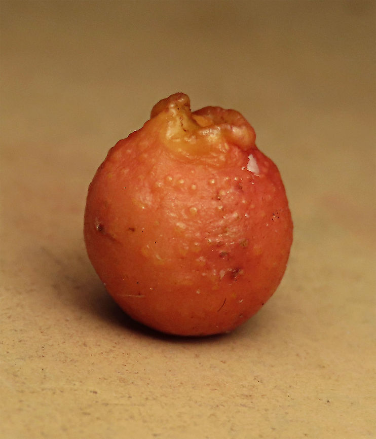 Weeping Fig young warty fruit Warty surface of a semi-ripe fruit. Weeping figs are called for their long drooping leaves that shows it looks sad. This is from a large fig tree standing out in an oil palm plantation, probably fully covered the original host tree. It was fruiting heavily and producing lots of fig wasps which attracts lots of swifts flying around. All fruit stages are observed. This plantation company has some good fig trees growing in their land and my organization has obtained permission to collect and grow these fig trees in our reforestation sites. Ficus benjamina,Geotagged,Malaysia,Summer,Weeping Fig