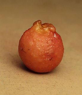 Weeping Fig young warty fruit Warty surface of a semi-ripe fruit. Weeping figs are called for their long drooping leaves that shows it looks sad. This is from a large fig tree standing out in an oil palm plantation, probably fully covered the original host tree. It was fruiting heavily and producing lots of fig wasps which attracts lots of swifts flying around. All fruit stages are observed. This plantation company has some good fig trees growing in their land and my organization has obtained permission to collect and grow these fig trees in our reforestation sites. Ficus benjamina,Geotagged,Malaysia,Summer,Weeping Fig