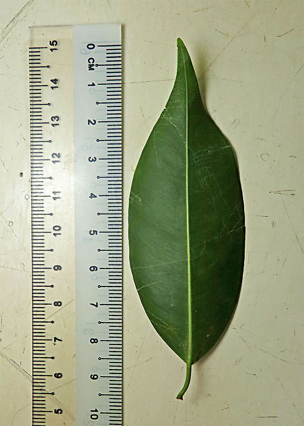 Weeping Fig leaf Weeping figs are called for their long drooping leaves that shows it looks sad. This is from a large fig tree standing out in an oil palm plantation, probably fully covered the original host tree. It was fruiting heavily and producing lots of fig wasps which attracts lots of swifts flying around. All fruit stages are observed. This plantation company has some good fig trees growing in their land and my organization has obtained permission to collect and grow these fig trees in our reforestation sites. Ficus benjamina,Geotagged,Malaysia,Summer,Weeping Fig