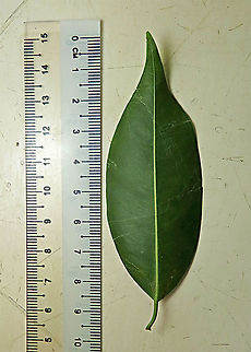 Weeping Fig leaf Weeping figs are called for their long drooping leaves that shows it looks sad. This is from a large fig tree standing out in an oil palm plantation, probably fully covered the original host tree. It was fruiting heavily and producing lots of fig wasps which attracts lots of swifts flying around. All fruit stages are observed. This plantation company has some good fig trees growing in their land and my organization has obtained permission to collect and grow these fig trees in our reforestation sites. Ficus benjamina,Geotagged,Malaysia,Summer,Weeping Fig