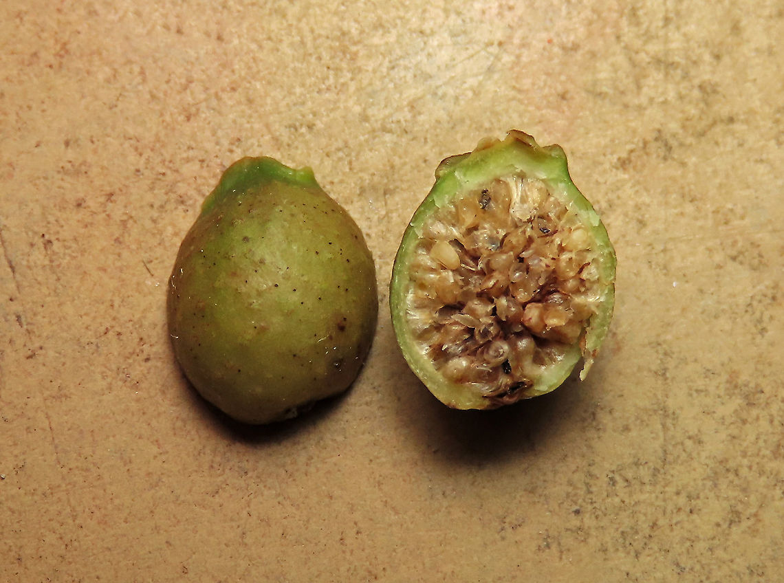 Weeping Fig unripe fruit Inside of an unripe fig fruit. Weeping figs are called for their long drooping leaves that shows it looks sad. This is from a large fig tree standing out in an oil palm plantation, probably fully covered the original host tree. It was fruiting heavily and producing lots of fig wasps which attracts lots of swifts flying around. All fruit stages are observed. This plantation company has some good fig trees growing in their land and my organization has obtained permission to collect and grow these fig trees in our reforestation sites. Ficus benjamina,Geotagged,Malaysia,Summer,Weeping Fig
