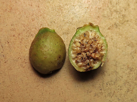 Weeping Fig unripe fruit Inside of an unripe fig fruit. Weeping figs are called for their long drooping leaves that shows it looks sad. This is from a large fig tree standing out in an oil palm plantation, probably fully covered the original host tree. It was fruiting heavily and producing lots of fig wasps which attracts lots of swifts flying around. All fruit stages are observed. This plantation company has some good fig trees growing in their land and my organization has obtained permission to collect and grow these fig trees in our reforestation sites. Ficus benjamina,Geotagged,Malaysia,Summer,Weeping Fig