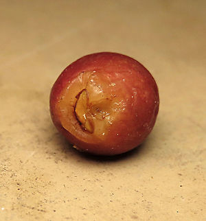 Weeping Fig ripe calyx A ripe fig fruit showing its unusual flat calyx. Weeping figs are called for their long drooping leaves that shows it looks sad. This is from a large fig tree standing out in an oil palm plantation, probably fully covered the original host tree. It was fruiting heavily and producing lots of fig wasps which attracts lots of swifts flying around. All fruit stages are observed. This plantation company has some good fig trees growing in their land and my organization has obtained permission to collect and grow these fig trees in our reforestation sites. Ficus benjamina,Geotagged,Malaysia,Summer,Weeping Fig
