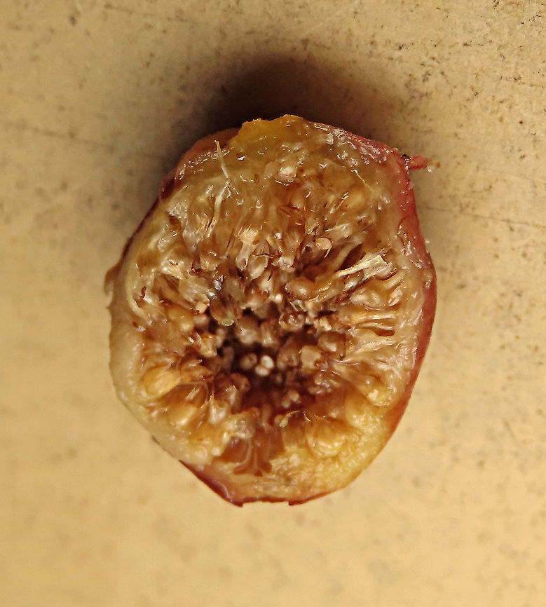 Weeping Fig overripe fruit insides Inside of the fig showing seeds and wasp galls. Weeping figs are called for their long drooping leaves that shows it looks sad. This is from a large fig tree standing out in an oil palm plantation, probably fully covered the original host tree. It was fruiting heavily and producing lots of fig wasps which attracts lots of swifts flying around. All fruit stages are observed. This plantation company has some good fig trees growing in their land and my organization has obtained permission to collect and grow these fig trees in our reforestation sites. Ficus benjamina,Geotagged,Malaysia,Summer,Weeping Fig