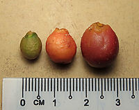 Fruit Stages of Weeping Fig  Unripe, almost ripe, and fully ripe. Weeping figs are called for their long drooping leaves that shows it looks sad. This is from a large fig tree standing out in an oil palm plantation, probably fully covered the original host tree. It was fruiting heavily and producing lots of fig wasps which attracts lots of swifts flying around. All fruit stages are observed. This plantation company has some good fig trees growing in their land and my organization has obtained permission to collect and grow these fig trees in our reforestation sites. Ficus benjamina,Geotagged,Malaysia,Summer,Weeping Fig