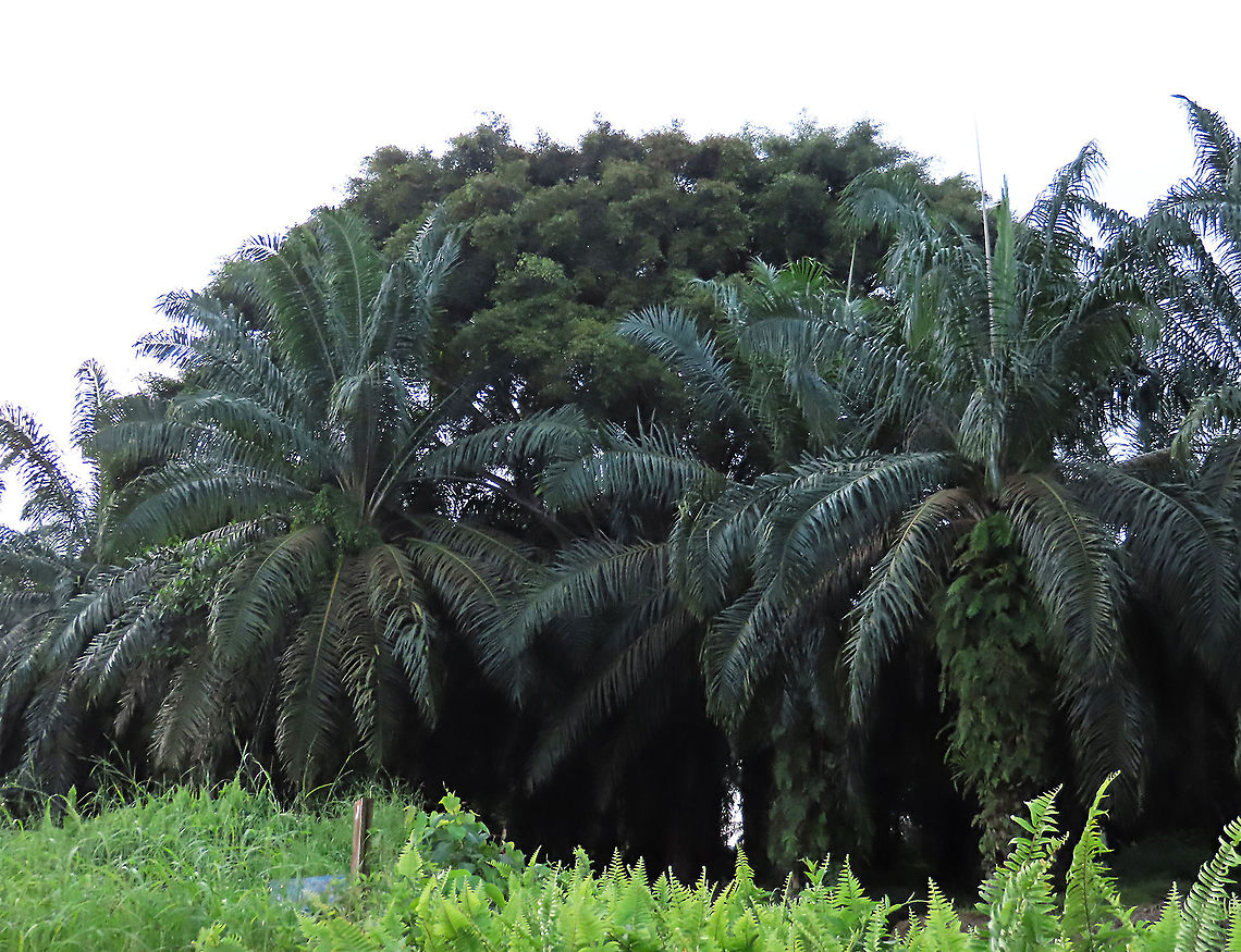 Weeping Fig looming above palm trees Ficus benjamina tree seen growing higher than the oil palm trees in the plantation. Weeping figs are called for their long drooping leaves that shows it looks sad. This is from a large fig tree standing out in an oil palm plantation, probably fully covered the original host tree. It was fruiting heavily and producing lots of fig wasps which attracts lots of swifts flying around. All fruit stages are observed. This plantation company has some good fig trees growing in their land and my organization has obtained permission to collect and grow these fig trees in our reforestation sites.<br />
<br />
 Ficus benjamina,Geotagged,Malaysia,Summer,Weeping Fig
