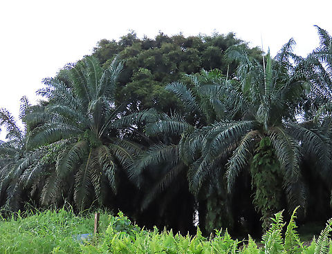 Weeping Fig looming above palm trees Ficus benjamina tree seen growing higher than the oil palm trees in the plantation. Weeping figs are called for their long drooping leaves that shows it looks sad. This is from a large fig tree standing out in an oil palm plantation, probably fully covered the original host tree. It was fruiting heavily and producing lots of fig wasps which attracts lots of swifts flying around. All fruit stages are observed. This plantation company has some good fig trees growing in their land and my organization has obtained permission to collect and grow these fig trees in our reforestation sites.

 Ficus benjamina,Geotagged,Malaysia,Summer,Weeping Fig