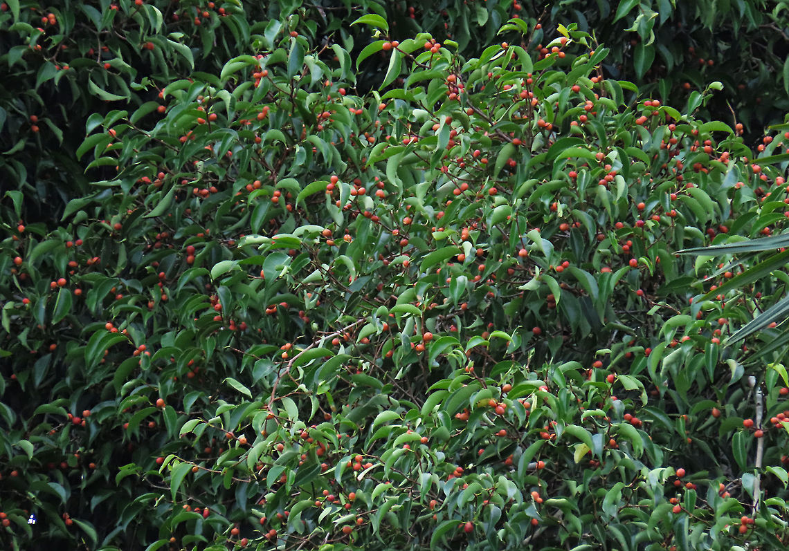 Weeping Fig fruiting heavily Hundreds of thousands of small ripe red fruits seen fruiting on this tree. Weeping figs are called for their long drooping leaves that shows it looks sad. This is from a large fig tree standing out in an oil palm plantation, probably fully covered the original host tree. It was fruiting heavily and producing lots of fig wasps which attracts lots of swifts flying around. All fruit stages are observed. This plantation company has some good fig trees growing in their land and my organization has obtained permission to collect and grow these fig trees in our reforestation sites.<br />
<br />
 Ficus benjamina,Geotagged,Malaysia,Summer,Weeping Fig