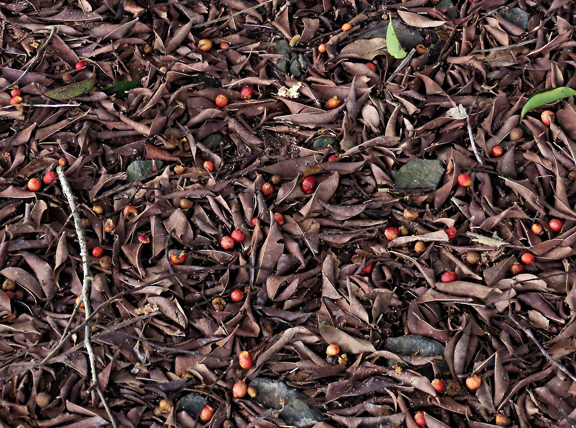 Weeping Fig fallen fruits Fallen ripe fruits and dried leaves from a weeping fig. Weeping figs are called for their long drooping leaves that shows it looks sad. This is from a large fig tree standing out in an oil palm plantation, probably fully covered the original host tree. It was fruiting heavily and producing lots of fig wasps which attracts lots of swifts flying around. All fruit stages are observed. This plantation company has some good fig trees growing in their land and my organization has obtained permission to collect and grow these fig trees in our reforestation sites.<br />
<br />
 Ficus benjamina,Geotagged,Malaysia,Summer,Weeping Fig