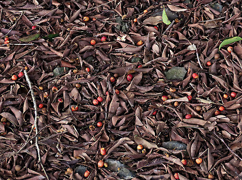 Weeping Fig fallen fruits Fallen ripe fruits and dried leaves from a weeping fig. Weeping figs are called for their long drooping leaves that shows it looks sad. This is from a large fig tree standing out in an oil palm plantation, probably fully covered the original host tree. It was fruiting heavily and producing lots of fig wasps which attracts lots of swifts flying around. All fruit stages are observed. This plantation company has some good fig trees growing in their land and my organization has obtained permission to collect and grow these fig trees in our reforestation sites.

 Ficus benjamina,Geotagged,Malaysia,Summer,Weeping Fig