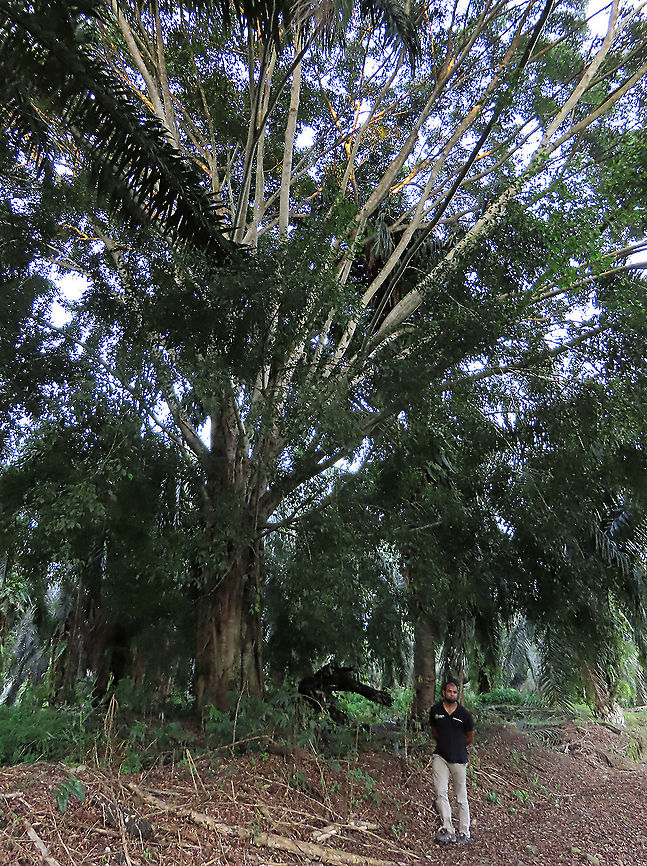 Weeping Fig with human scale Ficus benjamina tree with my colleague next to it for size comparison. Weeping figs are called for their long drooping leaves that shows it looks sad. This is from a large fig tree standing out in an oil palm plantation, probably fully covered the original host tree. It was fruiting heavily and producing lots of fig wasps which attracts lots of swifts flying around. All fruit stages are observed. This plantation company has some good fig trees growing in their land and my organization has obtained permission to collect and grow these fig trees in our reforestation sites.<br />
<br />
 Ficus benjamina,Geotagged,Malaysia,Summer,Weeping Fig