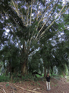 Weeping Fig with human scale Ficus benjamina tree with my colleague next to it for size comparison. Weeping figs are called for their long drooping leaves that shows it looks sad. This is from a large fig tree standing out in an oil palm plantation, probably fully covered the original host tree. It was fruiting heavily and producing lots of fig wasps which attracts lots of swifts flying around. All fruit stages are observed. This plantation company has some good fig trees growing in their land and my organization has obtained permission to collect and grow these fig trees in our reforestation sites.

 Ficus benjamina,Geotagged,Malaysia,Summer,Weeping Fig