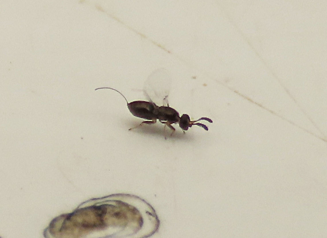 Weeping Fig Wasp with ovipositor A tiny fig wasp, possibly a Eupristina koningsbergeri (Agaonidae) which is the sole beneficial pollinator species of the Weeping Fig (Ficus benjamina). This female is black-colored, only 2mm, and have a curved ovipositor while the wingless male is much smaller. There is a study showing that up to 16 fig wasp species are associated with Weeping Fig but not all of them are beneficial. Eupristina koningsbergeri,Geotagged,Malaysia,Summer