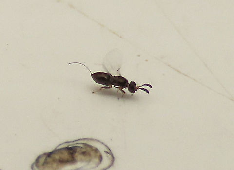 Weeping Fig Wasp with ovipositor A tiny fig wasp, possibly a Eupristina koningsbergeri (Agaonidae) which is the sole beneficial pollinator species of the Weeping Fig (Ficus benjamina). This female is black-colored, only 2mm, and have a curved ovipositor while the wingless male is much smaller. There is a study showing that up to 16 fig wasp species are associated with Weeping Fig but not all of them are beneficial. Eupristina koningsbergeri,Geotagged,Malaysia,Summer