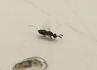 Weeping Fig Wasp with ovipositor A tiny fig wasp, possibly a Eupristina koningsbergeri (Agaonidae) which is the sole beneficial pollinator species of the Weeping Fig (Ficus benjamina). This female is black-colored, only 2mm, and have a curved ovipositor while the wingless male is much smaller. There is a study showing that up to 16 fig wasp species are associated with Weeping Fig but not all of them are beneficial. Eupristina koningsbergeri,Geotagged,Malaysia,Summer