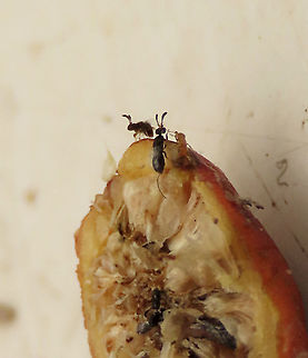 Fig Wasps on a Weeping Fig 2 tiny fig wasps escaping from the ripe fruit of the Weeping Fig (Ficus benjamina) when I cut it open. These are possibly Eupristina koningsbergeri (Agaonidae) which is the sole beneficial pollinator species of the Weeping Fig (Ficus benjamina). This female is black-colored, only 2mm, and have a curved ovipositor while the wingless male is much smaller.  There is a study showing that up to 16 fig wasp species are associated with Weeping Fig but not all of them are beneficial. Eupristina koningsbergeri,Geotagged,Malaysia,Summer