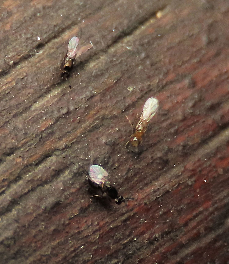 Fig Wasps Fig wasps wandering around after exiting an opened ripe fruit of the Weeping Fig (Ficus benjamina). Each of these are only around 2mm only. There could be 2 species here. Not all are pollinating wasps. There is a study showing that there could be as much as 16 wasp species associated with weeping figs. The black one could be Eupristina koningsbergeri (Agaonidae) which is a pollinator of this fig species. Geotagged,Malaysia,Summer