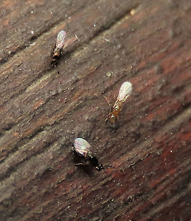 Fig Wasps Fig wasps wandering around after exiting an opened ripe fruit of the Weeping Fig (Ficus benjamina). Each of these are only around 2mm only. There could be 2 species here. Not all are pollinating wasps. There is a study showing that there could be as much as 16 wasp species associated with weeping figs. The black one could be Eupristina koningsbergeri (Agaonidae) which is a pollinator of this fig species. Geotagged,Malaysia,Summer