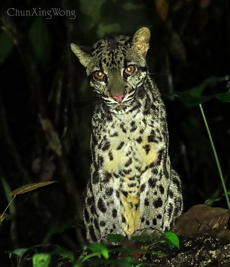 Sunda Clouded Leopard (young male) A young male was spotted one night in the forest trails. This was a magical experience as we found it just sitting on a rock staring down at us and then lay down to groom itself. We spent 30 minutes just silently observing this young fella where he really didn't bother since he is the king of the rainforest and the top of the food chain.<br />
<br />
I have decided to post this in conjunction to my Snow Leopard class that I have just obtained. Leopards are definitely my most favourite wild cats. Bornean clouded leopard,Geotagged,Malaysia,Neofelis diardi,Neofelis diardi borneensis,Summer,Sunda clouded leopard