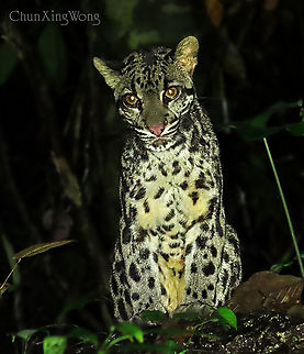 Sunda Clouded Leopard (young male) A young male was spotted one night in the forest trails. This was a magical experience as we found it just sitting on a rock staring down at us and then lay down to groom itself. We spent 30 minutes just silently observing this young fella where he really didn't bother since he is the king of the rainforest and the top of the food chain.

I have decided to post this in conjunction to my Snow Leopard class that I have just obtained. Leopards are definitely my most favourite wild cats. Bornean clouded leopard,Geotagged,Malaysia,Neofelis diardi,Neofelis diardi borneensis,Summer,Sunda clouded leopard