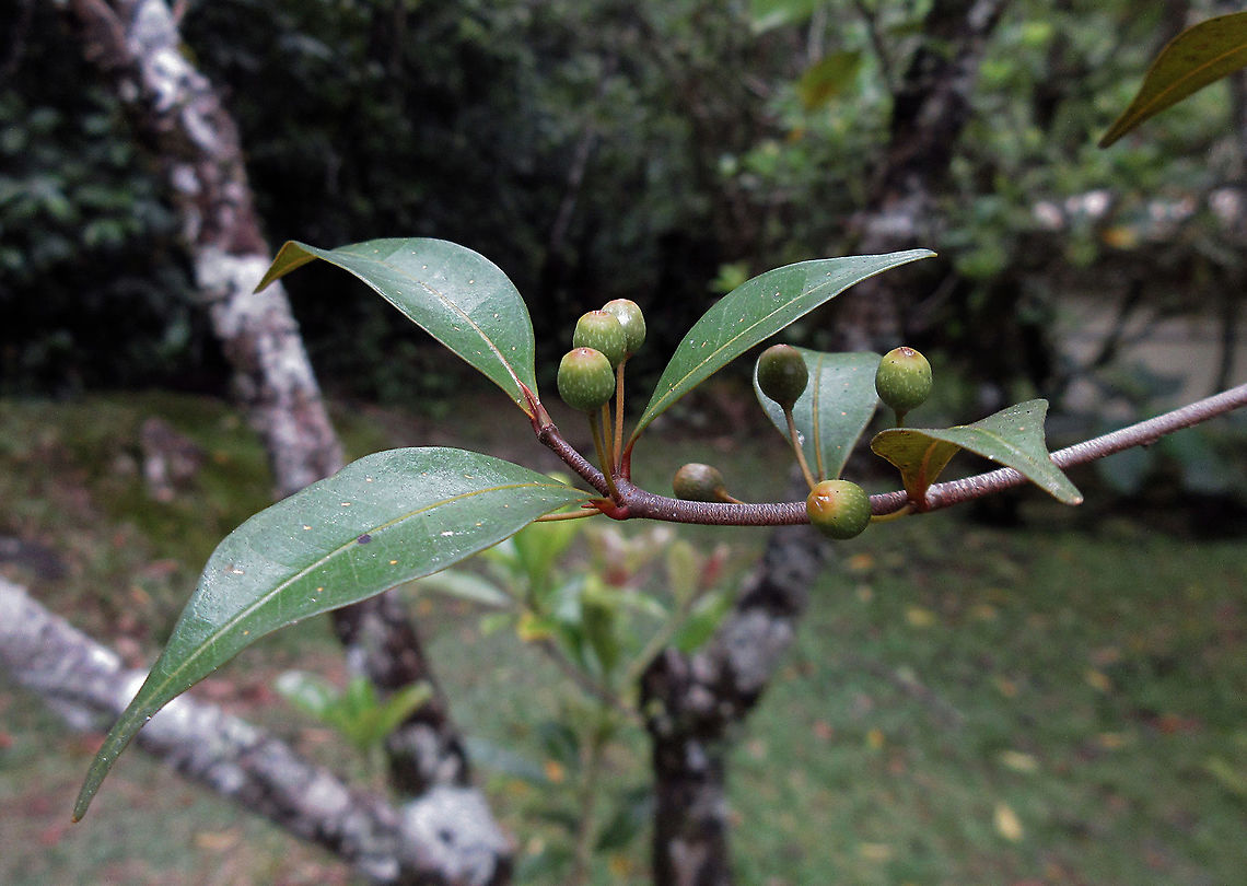 Olive Leaf Fig A common montane fig species in the mountains of Sabah. Growing as a short shrub or small epiphyte usually less than 1m tall. Fruits are smooth and hard. This species is incredibly variable. The morph in this observation has flatter pointed leaf with more intricate patterns and spots. Other forms that I have seen have rounded thicker leaves. The name comes from some of the forms which have leaves like olive plant leaves.<br />
<br />
 Ficus oleifolia,Geotagged,Malaysia,Olive leaf fig,Summer