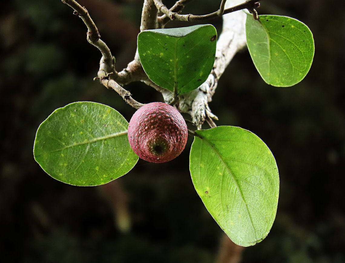 Rafflesia Fig A beautiful fig species with hard dark red fruits covered in pink spots. This is a rare species of root climbing epiphyte found in the mountains. This plant was fruiting about 7m high on the host tree. Leaves are rounded and firm. Since this species have no common name yet, I am calling it the Rafflesia Fig for its similar appearance and this species is also found on highlands where rafflesias are found too. Even in the rafflesia centre this fig can be seen. Ficus ruginerva,Geotagged,Malaysia,Rafflesia fig,Summer
