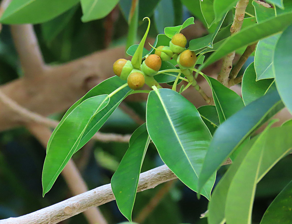 Acorn Fig Not to be confused with Ficus glandulifera, Ficus GLANDIFERA is a unique fig where the fruits look more like acorns. This fig is a rare island species and only found in a couple of small islands in Borneo. This species is so rare that it is like a ghost, its existence is doubted by many botanists. It is still a mystery why this species are so limited in distribution. This fig is a hemiepiphyte which strangles host tree with loots of roots. Fruits turn dark red when ripe.  Ficus glandifera