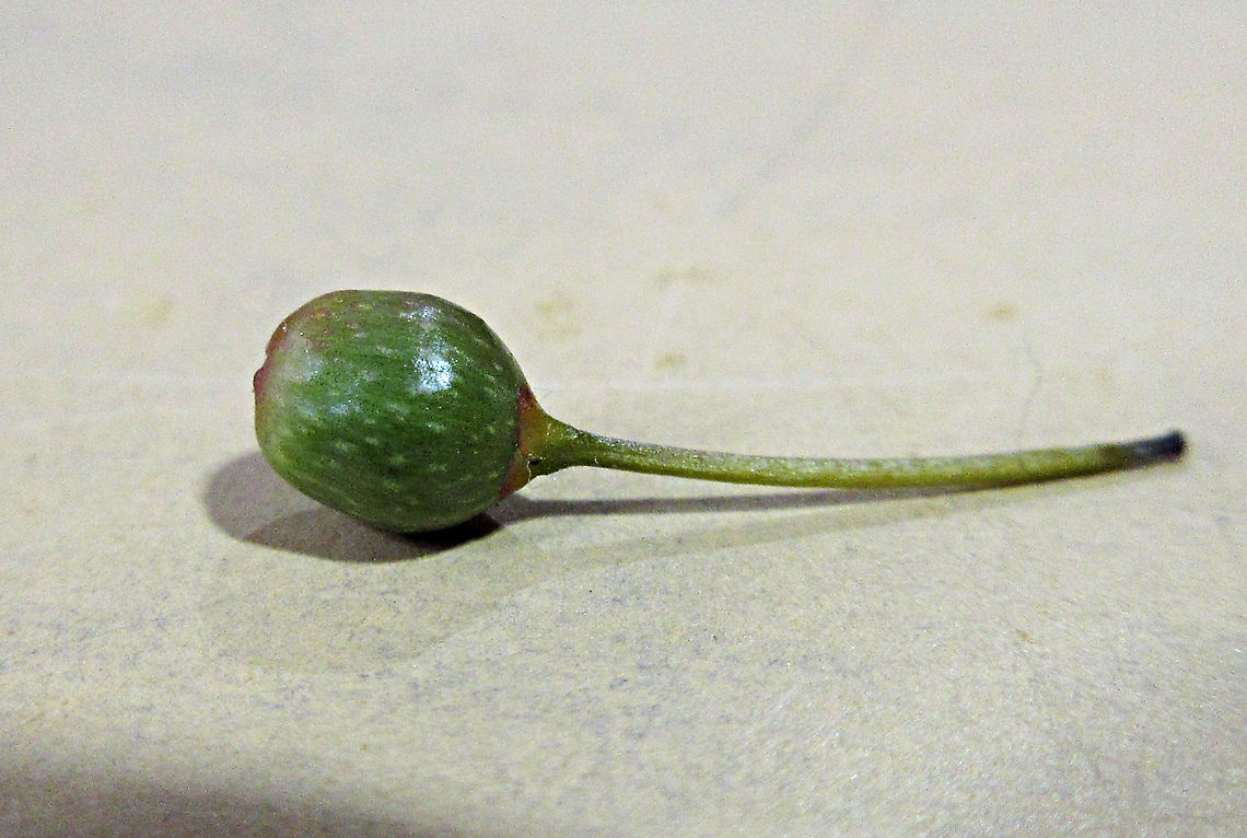 Olive Leaf Fig fruit with long stalk A fig fruit with a very long stalk which is unusual. The name comes from some of the forms which have leaves like olive plant leaves. This is the most common montane fig species in the mountains of Sabah. Growing as a short shrub or small epiphyte usually less than 1m tall. Fruits are smooth and hard.  Ficus oleifolia,Geotagged,Malaysia,Olive leaf fig,Summer